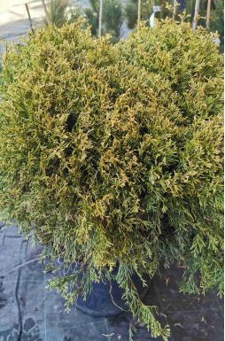 Туя западная Мисс Фрости (Miss Frosty)