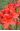 Азалия крупноцветковая Паркфайер (Parkfeuer)