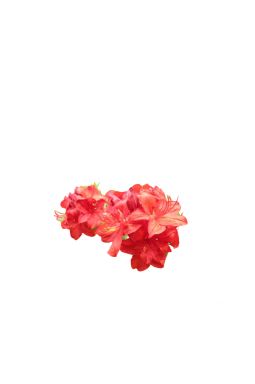 Азалия крупноцветковая Паркфайер (Parkfeuer) - фото №1