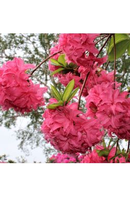 Азалия крупноцветковая Хоумбуш (Homebush) - фото №2