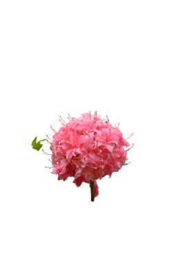 Азалия крупноцветковая Хоумбуш (Homebush) - фото №1
