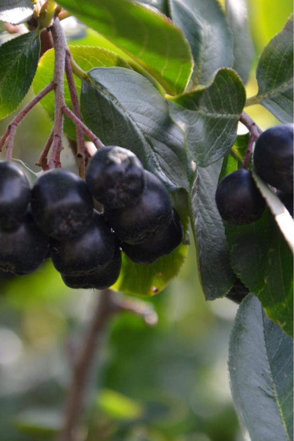 Черноплодная рябина хугин. Aronia melanocarpa. Черноплодная рябина хугин. Арония черноплодная (aronia melanocarpa). Черноплодная рябина хугин.