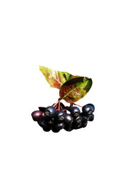 Арония крупноплодная черноплодная на штамбе - фото №2