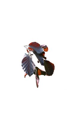 Бук лесной Пендула (Purpurea Pendula) - фото №1