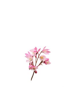 Дейция гибридная Юки Черри Блоссом (Yuki Cherry Blossom) - фото №3