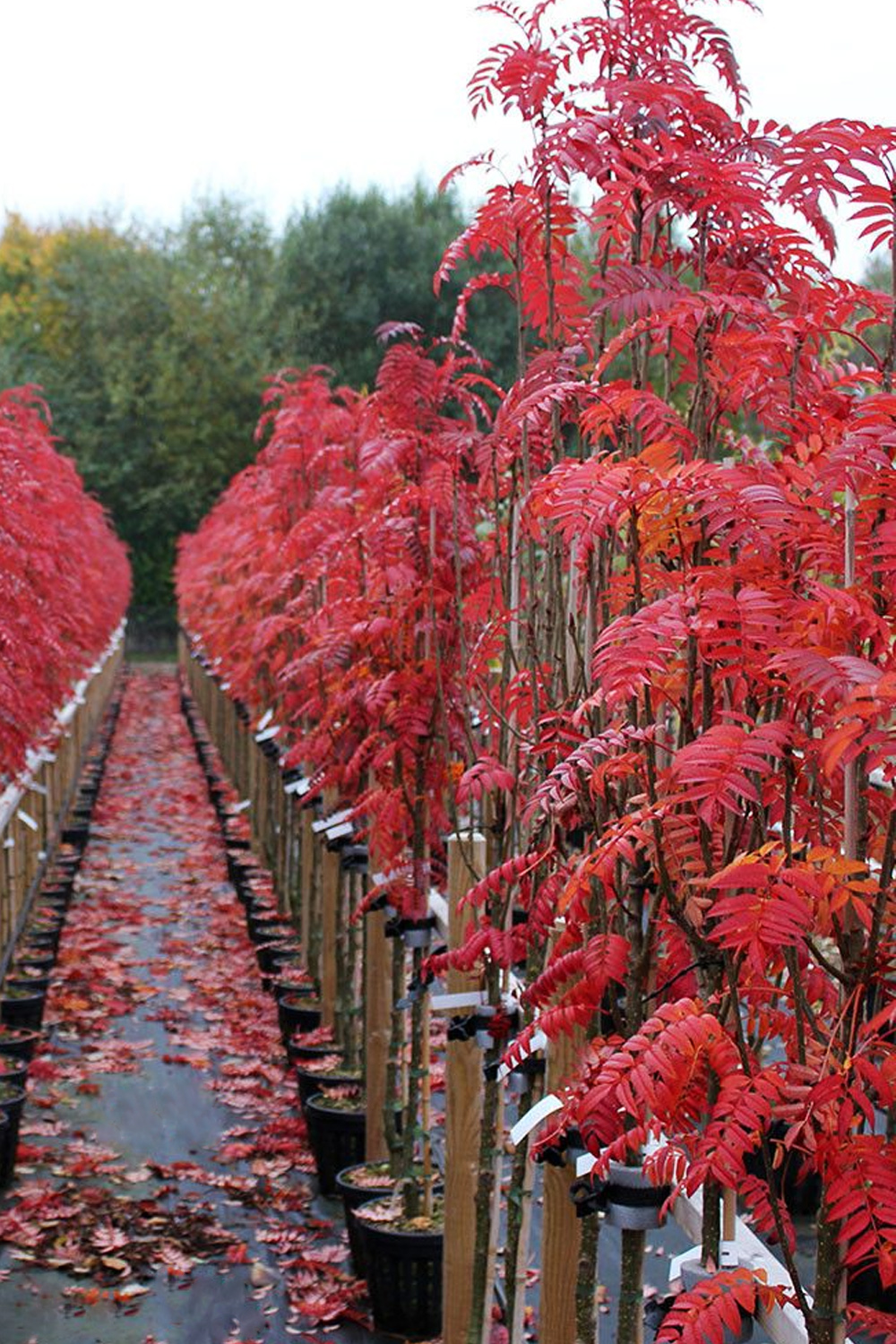 Рябина обыкновенная Отем Спайр (Autumn Spire) - фото №6