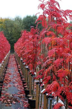 Рябина обыкновенная Отем Спайр (Autumn Spire) - фото №6