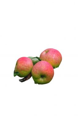 Яблоня Орловское Полосатое (осенний сорт)