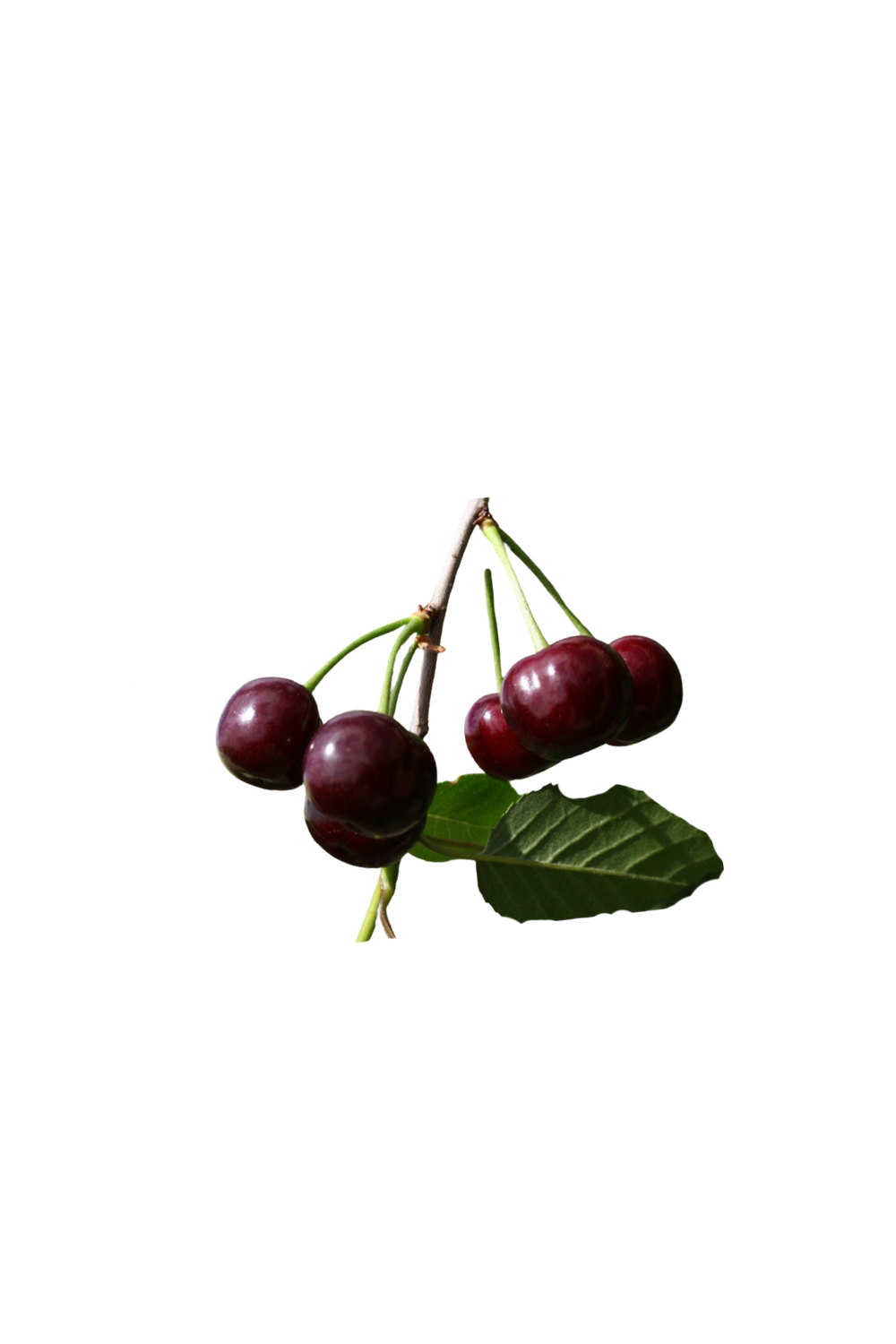 Вишня Жуковская - фото №1 Вишня Жуковская - фото №1