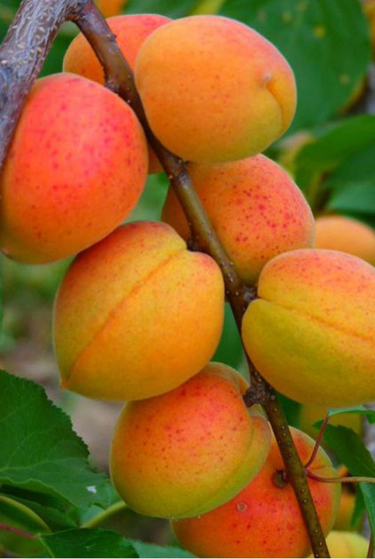 Абрикос Краснощёкий (Krasnoshchokiy) Абрикос Краснощёкий (Krasnoshchokiy)