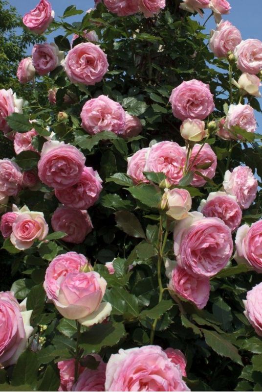 Роза плетистая Пьер Ронсар (Pierre de Ronsard) Роза плетистая Пьер Ронсар (Pierre de Ronsard)