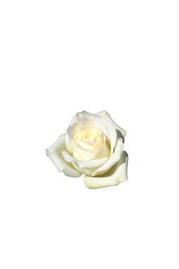 Роза чайно-гибридная Анастасия - фото №1
