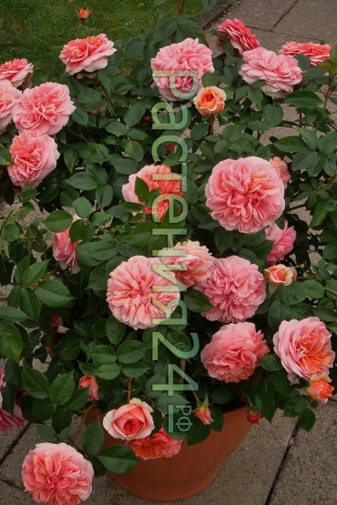 Роза чайно-гибридная Чиппендейл