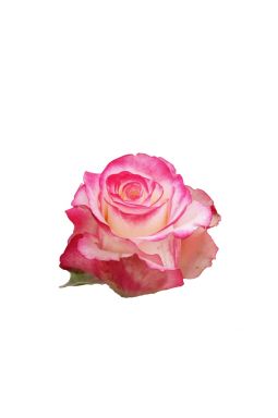 Роза чайно-гибридная Свитнесс - фото №1
