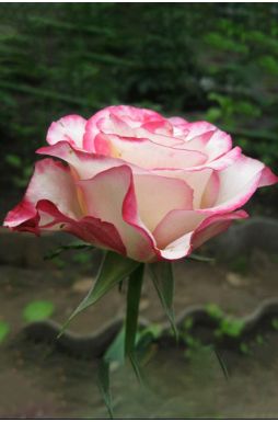 Роза чайно-гибридная Свитнесс