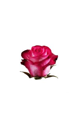 Роза чайно-гибридная Ривьера - фото №1