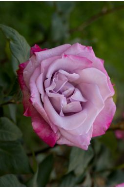 Роза чайно-гибридная Ривьера