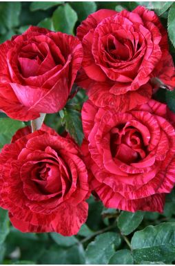 Роза чайно-гибридная Ред Интуишн