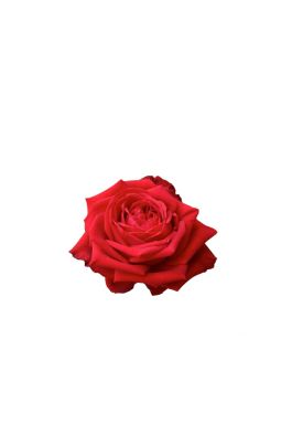 Роза чайно-гибридная Софи Лорен - фото №1