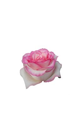 Роза чайно-гибридная Белла Вита - фото №1