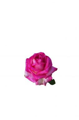 Роза чайно-гибридная Малибу
