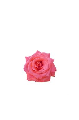 Роза чайно-гибридная Аве Мария - фото №1