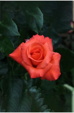 Роза чайно-гибридная Аве Мария