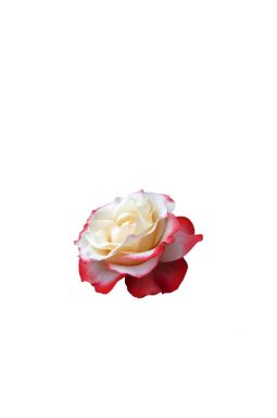 Роза чайно-гибридная Ностальжи - фото №1