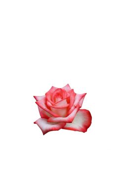 Роза чайно-гибридная Блаш - фото №1