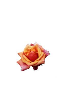 Роза чайно-гибридная Черри бренди - фото №1