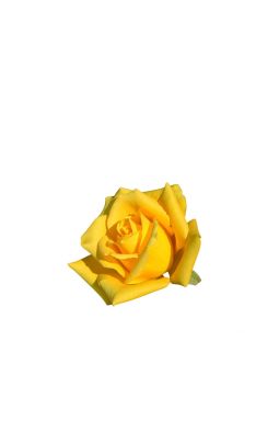 Роза чайно-гибридная Ландора - фото №1