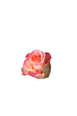 Роза чайно-гибридная Дуэт - фото №1