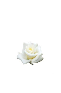Роза чайно-гибридная Делфи - фото №1