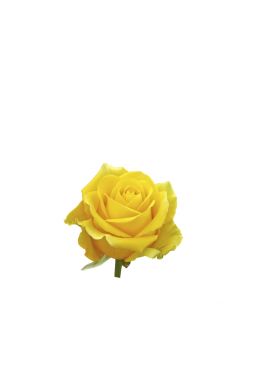 Роза чайно-гибридная Скайлайн - фото №1