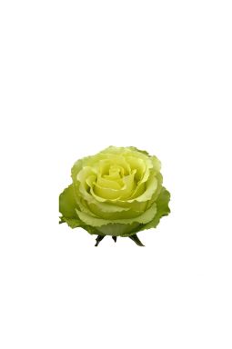 Роза чайно-гибридная Лимбо - фото №1