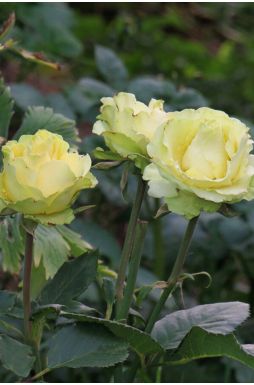 Роза чайно-гибридная Лимбо