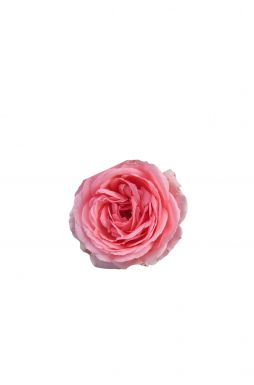 Роза чайно-гибридная Кимоно