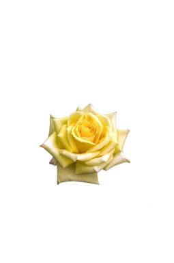 Роза чайно-гибридная Тара - фото №1