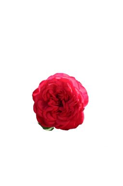 Роза чайно-гибридная Пиано - фото №1