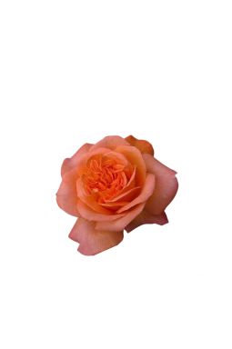 Роза чайно-гибридная Рене Госсини - фото №1