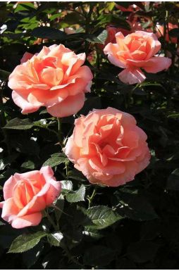 Роза чайно-гибридная Рене Госсини