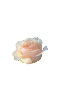 Роза чайно-гибридная Клер Океан - фото №1