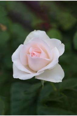 Роза чайно-гибридная Клер Океан
