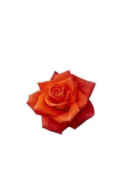 Роза чайно-гибридная Моника - фото №1