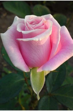 Роза чайно-гибридная Фосфор