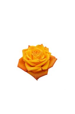 Роза чайно-гибридная Эльдорадо - фото №1