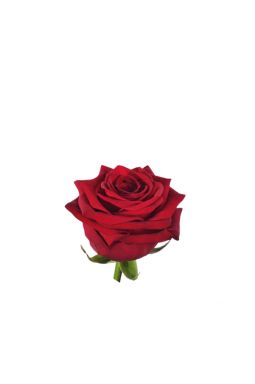 Роза чайно-гибридная Ред Наоми - фото №1