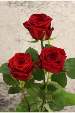 Роза чайно-гибридная Ред Наоми