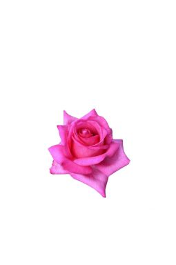 Роза чайно-гибридная Эйфелева Башня - фото №1