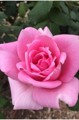 Роза чайно-гибридная Эйфелева Башня